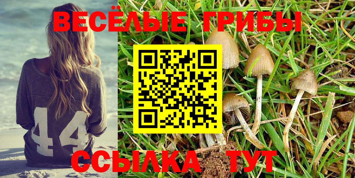 Псилоцибиновые грибы Cubensis Шахты